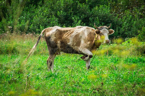 草地上的奶<strong>牛</strong>。