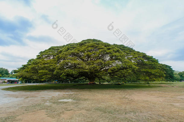 泰国Kanchanaburi巨大的含羞草树