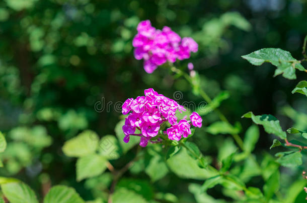 美丽的<strong>美女</strong>开花植物学的植物学