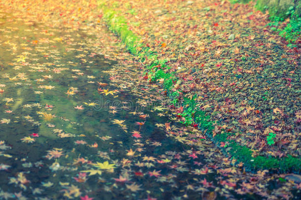 五颜六色的秋枫叶在水面上(过滤图像过程
