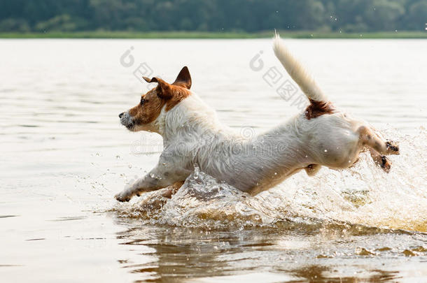 狗在海滩上奔跑和跳跃，在水里溅起水花