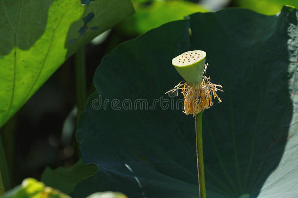 睡莲或莲花的花萼