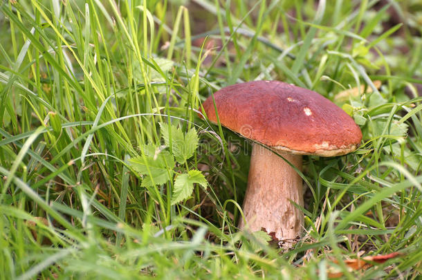 林草上的蘑菇。