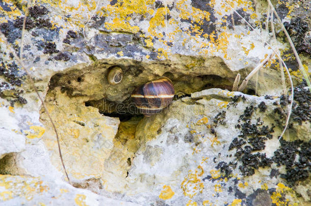 葡萄蜗牛在裂缝Devitakskoy洞穴，保加利亚