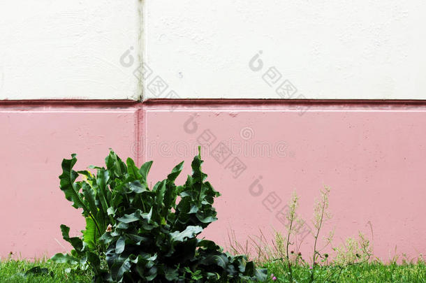 耳蜗，辣根在墙壁的背景下涂上白色和粉红色的油漆