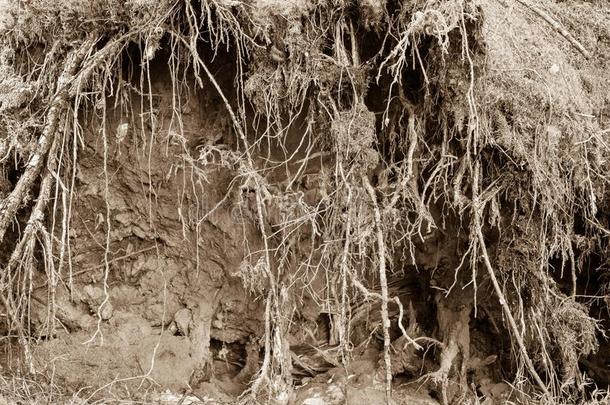 树木的抽象破坏和束缚根茎