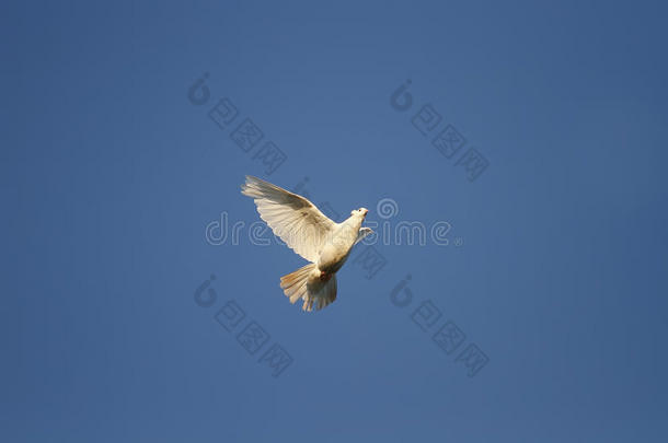 白鸽在天空中飞得很高