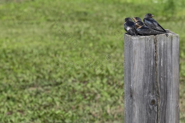 婴儿燕子坐在木桩上