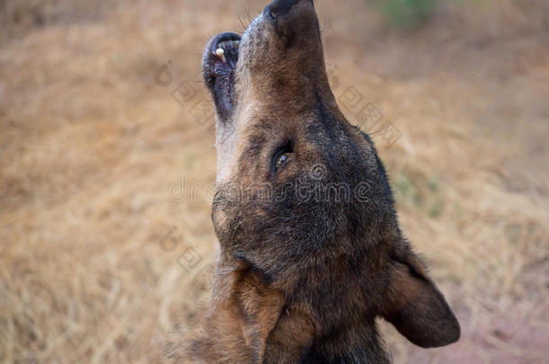 成人动物犬科动物食肉动物特写镜头