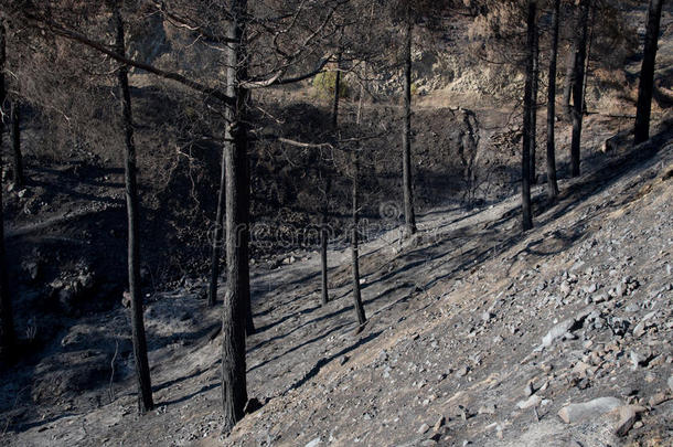 森林火灾后烧毁树木对环境的破坏