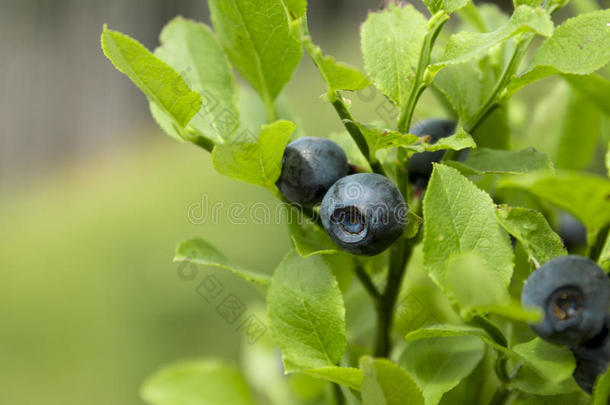 新鲜遮荫的蓝莓在灌木丛中成熟