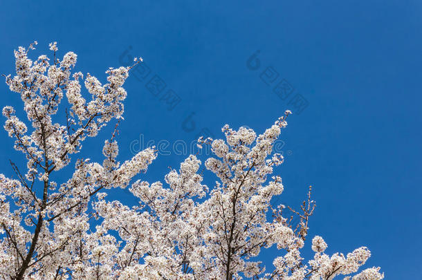 樱花盛开，背景是蓝天，樱花时节。