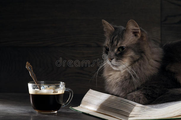 灰色的大猫躺在打开的书上。