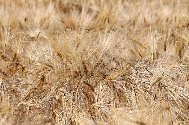 夏季田间成熟小麦穗的背景