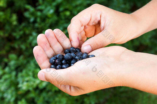刚采摘的蓝莓在孩子手里。