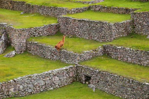 秘鲁马丘比丘的农业石阶