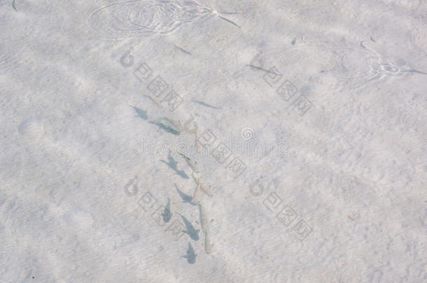 一群在清澈的大海和沙滩背景下的小鱼