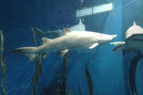 大鲨鱼和其他鱼在水族馆里游泳