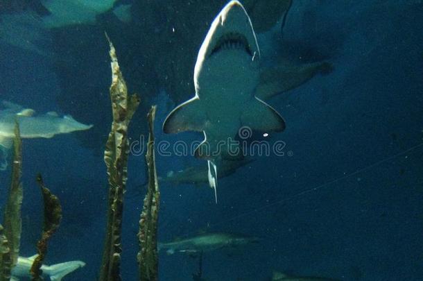 大鲨鱼和其他鱼在水族馆里游泳