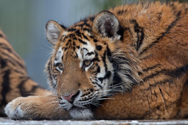 西伯利亚虎幼崽（panthera tigris altaica）