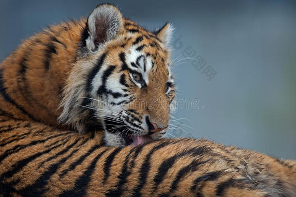 西伯利亚虎幼崽（panthera tigris altaica）