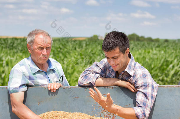 农民们看着小麦