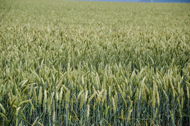 夏天蓝天上的绿色小麦(Triticum。 关闭未成熟的小麦耳朵