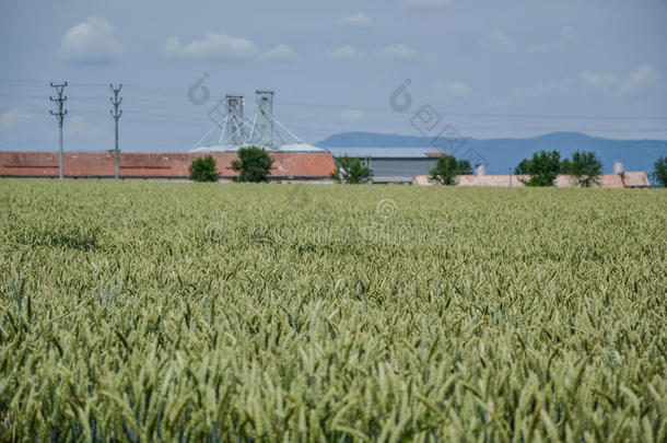 夏天蓝天上的绿色小麦(Triticum。 关闭未成熟的小麦耳朵。 田附近的筒仓，农业秸秆