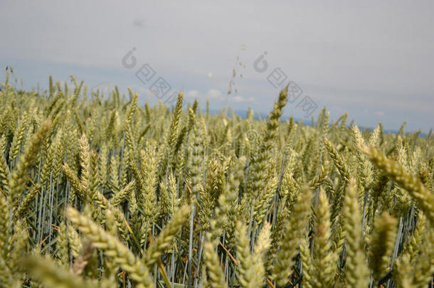 夏天蓝天上的绿色小麦(Triticum。 关闭未成熟的小麦耳朵