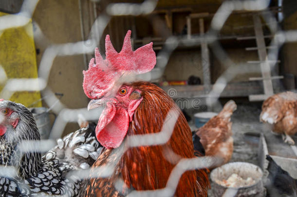 鸡笼里的公鸡和母鸡。 在传统的农村农家庭院上关闭红色公鸡头