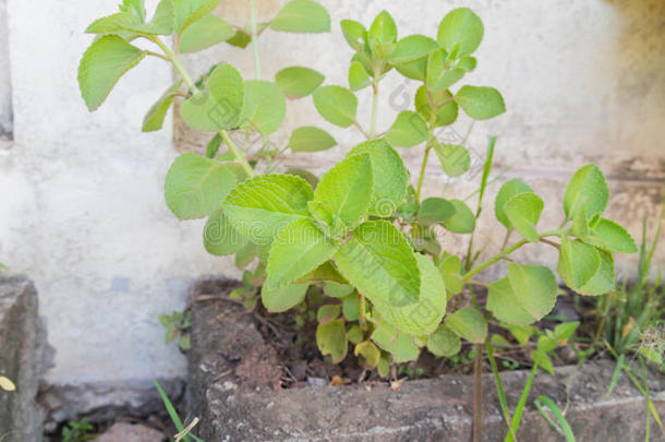 龙脑香芳香芳香疗法平衡琉璃苣