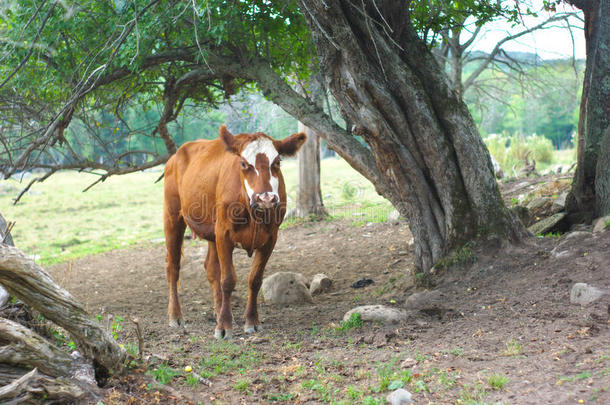 田野里一棵树下的棕色和白色的牛