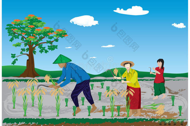 农民收割水稻