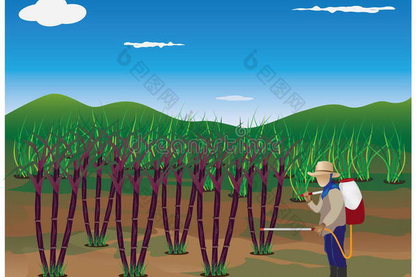 农学家喷洒甘蔗植物