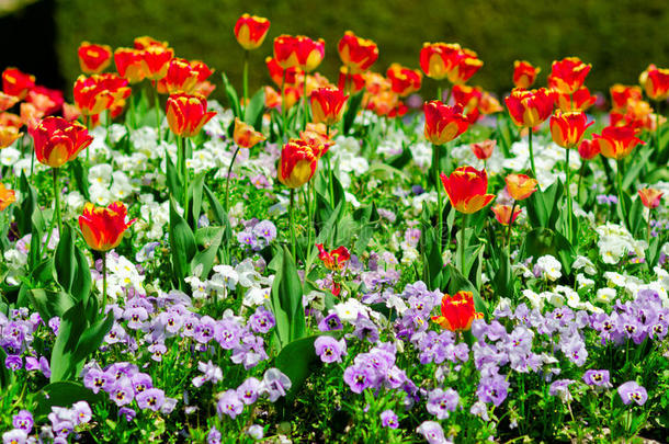 盛开的花坛，红色郁金香和花。 春天或夏天的花园。