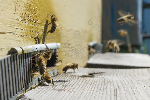 养蜂原料药蜜蜂蜂巢养蜂人