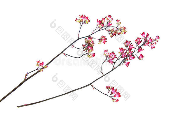 干，压粉红色的小康乃馨花在树枝上