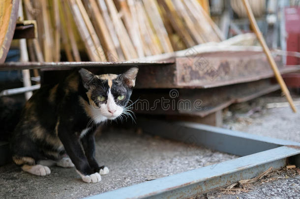 单独地动物猫建设猫科动物