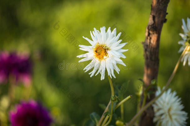 美丽的白色达莉亚花