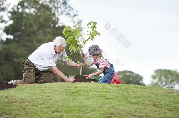 祖父和孩子一起在公园里<strong>植树</strong>