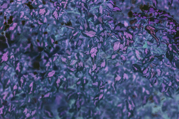 虚幻紫叶的抽象背景