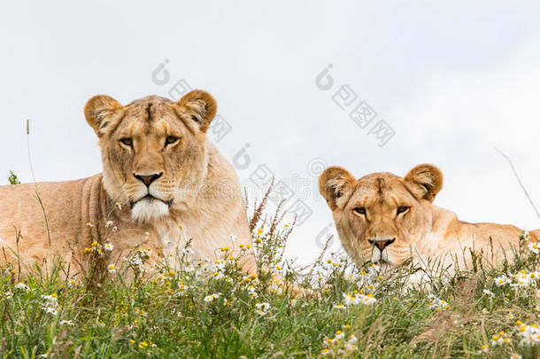 两只母狮子
