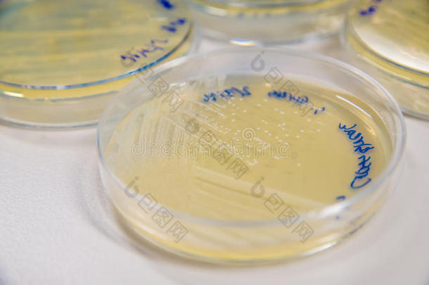 抗生素金黄色背景细菌生物学