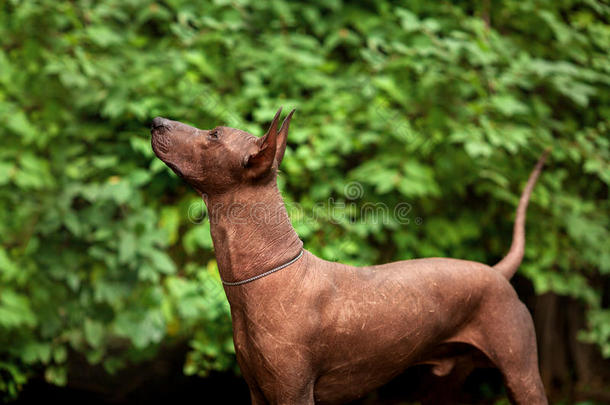 科洛里茨库因特利犬，墨西哥无毛犬在夏天站在户外