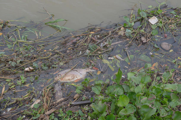 垃圾漂浮在河里，水污染。 生态问题，背景