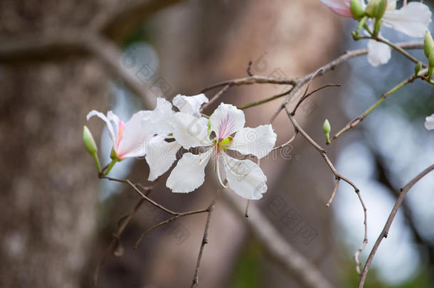 泰国<strong>紫荆花</strong>白花。