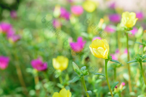 马齿苋花