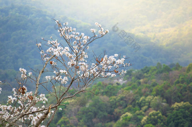 泰国<strong>紫荆花</strong>白花。