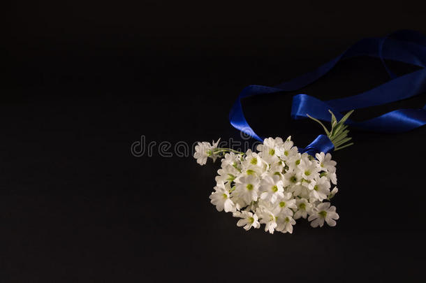 一束白色<strong>小</strong>花，黑色背景上有一条蓝色的丝带