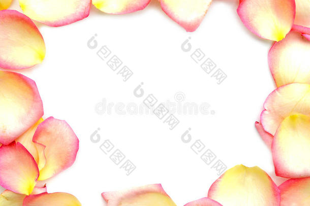 白色背景上粉红色粉彩玫瑰花瓣的框架。 情人节、周年纪念等背景